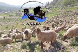 Σκληρή-ερώτηση-στην-Βουλή-από-το-ΑΚΚΕΛ-για-την-κυβερνητική-ευθύνη-στην-καταστροφή-της-ελληνικής-κτηνοτροφίας