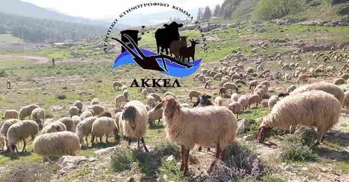 Σκληρή-ερώτηση-στην-Βουλή-από-το-ΑΚΚΕΛ-για-την-κυβερνητική-ευθύνη-στην-καταστροφή-της-ελληνικής-κτηνοτροφίας