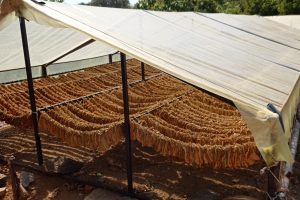 Παρέμβαση-στη-Βουλή-για-διάσωση-καπνοκαλλιέργειας-Μπασμά