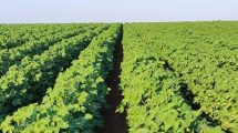 agrotik-–-Νέα-δωρεάν-ψηφιακή-πλατφόρμα-για-την-πρωτογενή-αγορά