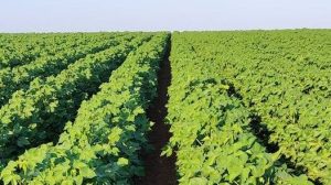 agrotik-–-Νέα-δωρεάν-ψηφιακή-πλατφόρμα-για-την-πρωτογενή-αγορά