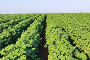 agrotik-–-Νέα-δωρεάν-ψηφιακή-πλατφόρμα-για-την-πρωτογενή-αγορά