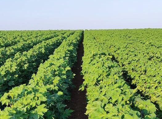 agrotik-–-Νέα-δωρεάν-ψηφιακή-πλατφόρμα-για-την-πρωτογενή-αγορά
