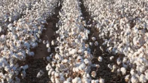 Ροδόπη:-Απώλειες-έως-45%-στη-βαμβακοπαραγωγή-–-Επίσημη-παρέμβαση-στον-ΕΛΓΑ-για-αποζημιώσεις