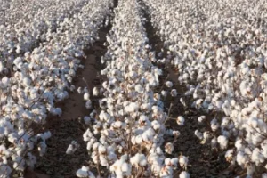 Ροδόπη:-Απώλειες-έως-45%-στη-βαμβακοπαραγωγή-–-Επίσημη-παρέμβαση-στον-ΕΛΓΑ-για-αποζημιώσεις